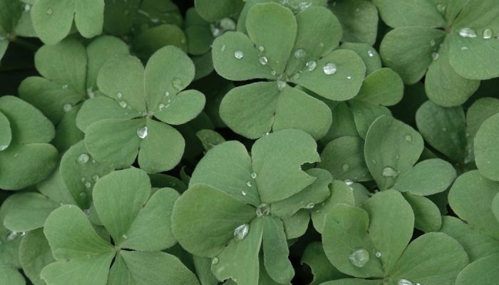 thrive.news.foundation